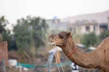 Pushkar, Rajasthan, India - November 2022: Camel at fair ground at Pushkar during fair for trading. 