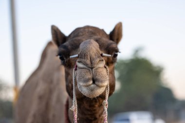 Pushkar, Rajasthan, India - November 2022: Camel at fair ground at Pushkar during fair for trading. 
