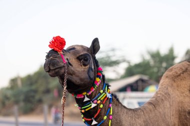 Pushkar, Rajasthan, India - November 2022: Camel at fair ground at Pushkar during fair for trading. 
