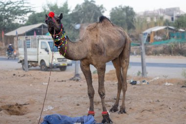 Pushkar, Rajasthan, India - November 2022: Camel at fair ground at Pushkar during fair for trading. 