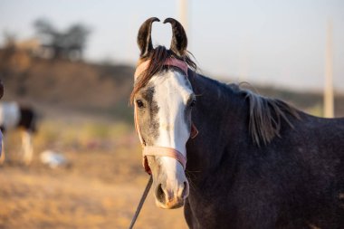 Horse at fair ground at Pushkar during fair for trading.  clipart