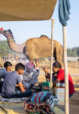 Pushkar, Rajasthan, India - November 2022: Pushkar Fair, Portrait of an camel trader in ethnic dress and rajasthani turban on fair ground during pushkar fair.