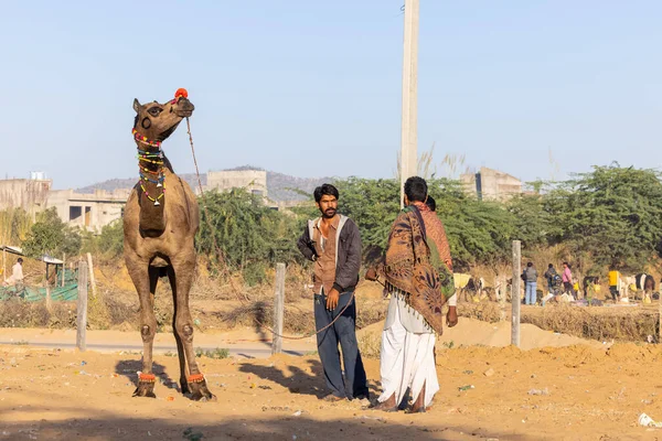 stock image Pushkar, Rajasthan, India - November 2022: Camel at fair ground at Pushkar during fair for trading. 