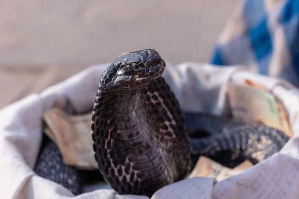 Portraitaufnahme Der Indischen Cobra Schlange — Stockfoto