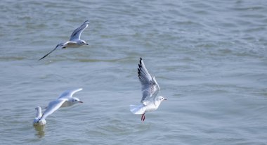 Varanasi 'de nehir çetelerinde yüzen martılar.