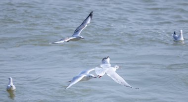 Varanasi 'de nehir çetelerinde yüzen martılar.