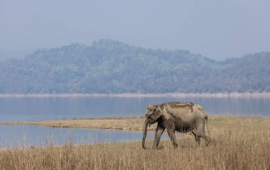 Yetişkin Asya fili ya da Asya fili (Elephas maximus) Corbett Tiger Reserve 'deki çayırlarda yürüyor.