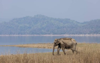 Adult Asian tusker or Asiatic elephant (Elephas maximus) walking in the grassland at Corbett Tiger Reserve. clipart