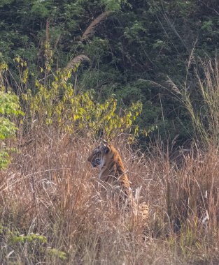 Doğal ortamında erkek kaplan (Panthera tigris)