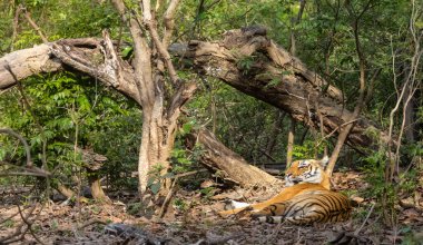 Doğal ortamında erkek kaplan (Panthera tigris)