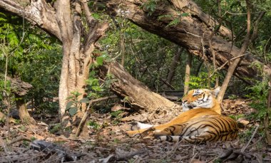 Doğal ortamında erkek kaplan (Panthera tigris)