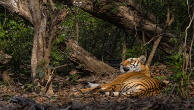 Doğal ortamında erkek kaplan (Panthera tigris)