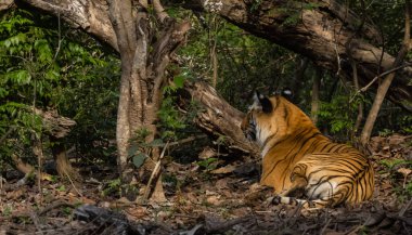 Doğal ortamında erkek kaplan (Panthera tigris)