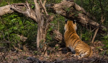 Doğal ortamında erkek kaplan (Panthera tigris)