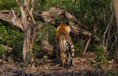 Doğal ortamında erkek kaplan (Panthera tigris)