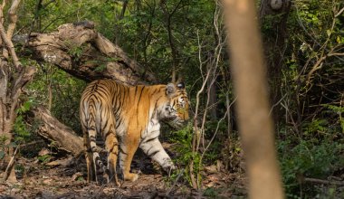 Doğal ortamında erkek kaplan (Panthera tigris)