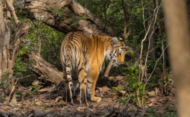 Doğal ortamında erkek kaplan (Panthera tigris)
