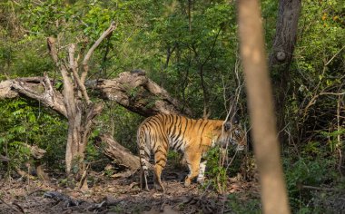 Doğal ortamında erkek kaplan (Panthera tigris)