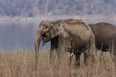 Yetişkin Asya filleri (Elephas maximus) Corbett Tiger Reserve 'deki çayırlarda yürüyor.