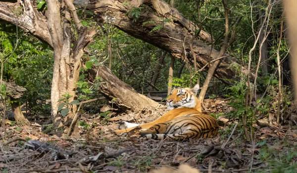Manlig Tiger Panthera Tigris Naturliga Livsmiljöer — Stockfoto