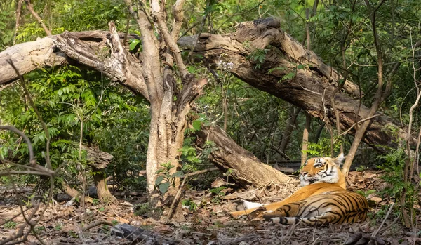 Mannelijke Tijger Panthera Tigris Natuurlijke Habitat — Stockfoto