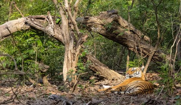 Férfi Tigris Panthera Tigris Természetes Élőhelyen — Stock Fotó