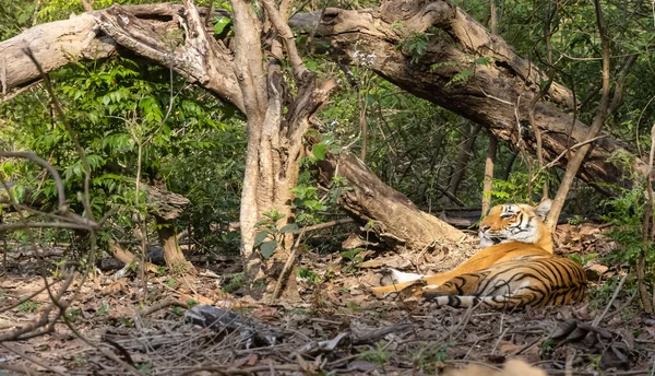 Tigre Maschio Panthera Tigris Habitat Naturale — Foto Stock
