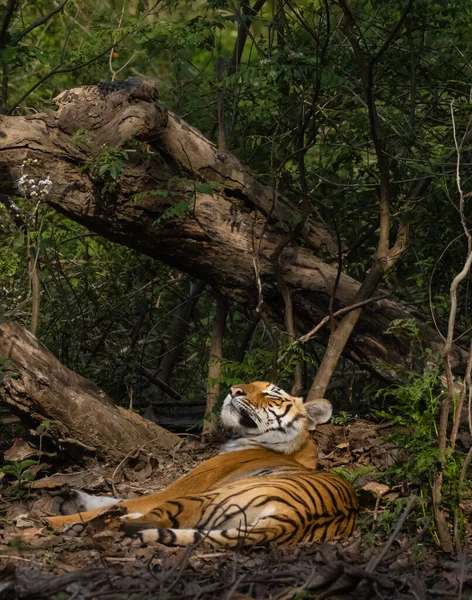 Tigre Maschio Panthera Tigris Habitat Naturale — Foto Stock