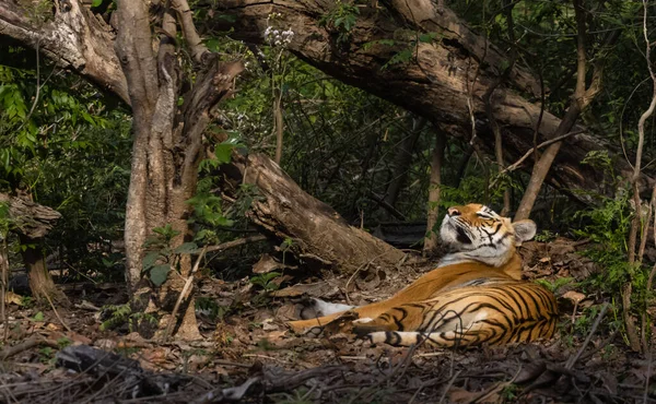 Férfi Tigris Panthera Tigris Természetes Élőhelyen — Stock Fotó