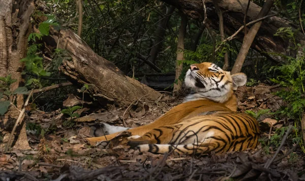 Tigre Macho Panthera Tigris Hábitat Natural — Foto de Stock