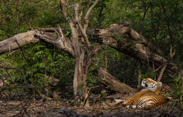 서식지에서 호랑이 Panthera Tigris — 스톡 사진