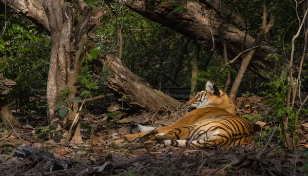 Чоловічий Тигр Panthera Tigris Природному Середовищі Проживання — стокове фото