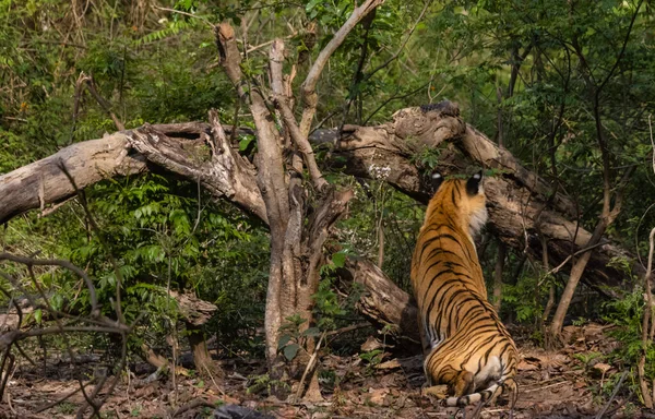 Tygrys Męski Panthera Tigris Środowisku Naturalnym — Zdjęcie stockowe