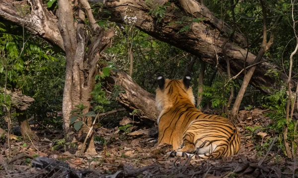 Doğal Ortamında Erkek Kaplan Panthera Tigris — Stok fotoğraf