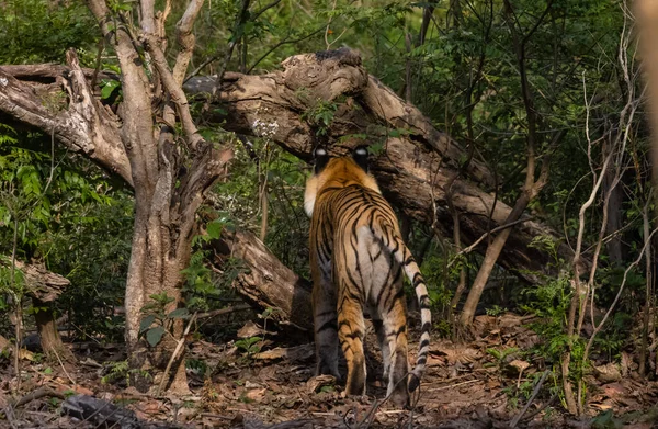 Tigre Macho Panthera Tigris Habitat Natural — Fotografia de Stock