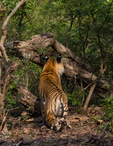 Tigre Mâle Panthera Tigris Dans Habitat Naturel — Photo