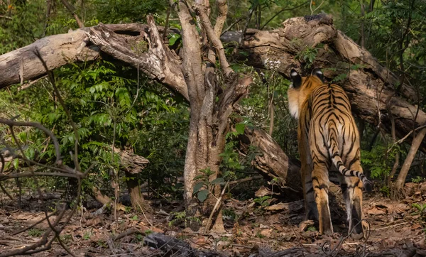 Tygr Samčí Panthera Tigris Přírodním Prostředí — Stock fotografie