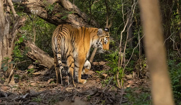Αρσενικό Τίγρης Panthera Tigris Φυσικό Περιβάλλον — Φωτογραφία Αρχείου