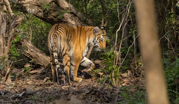 Тигр Panthera Tigris Естественной Среде Обитания — стоковое фото