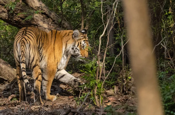 Mannelijke Tijger Panthera Tigris Natuurlijke Habitat — Stockfoto