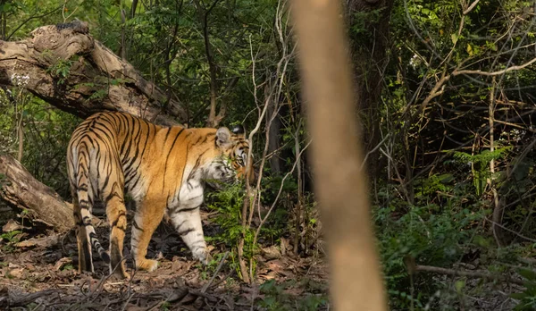 Hanntiger Panthera Tigris Naturlig Habitat – stockfoto