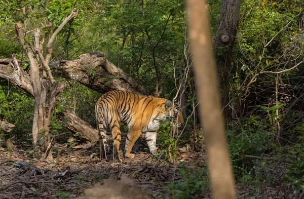 Чоловічий Тигр Panthera Tigris Природному Середовищі Проживання — стокове фото