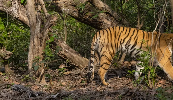 Tigre Macho Panthera Tigris Hábitat Natural —  Fotos de Stock