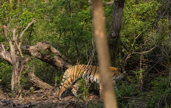 Tigre Mâle Panthera Tigris Dans Habitat Naturel — Photo