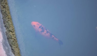 Nehirde altın balık.