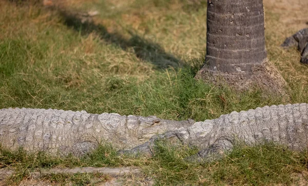 Крокодил Crocodylidae Відпочиває Річці Рамаханг Національному Парку Корбетт — стокове фото