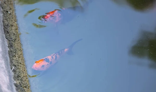 川の中の金魚 — ストック写真