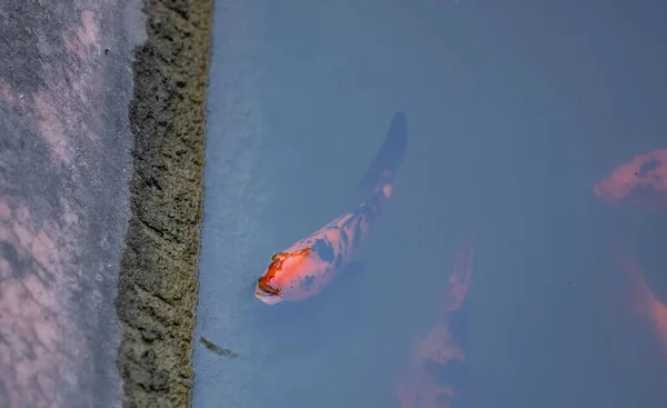 河里的金鱼 — 图库照片