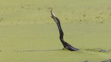 Doğulu darter (Anhinga melanogaster) ya da nehirde yılan kuşu avı.
