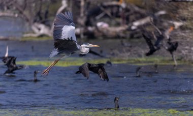 Gri Heron (Ardea cinerea) 